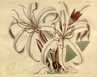 愛すべきクリナム